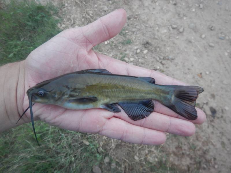 Black bullhead in Columbus