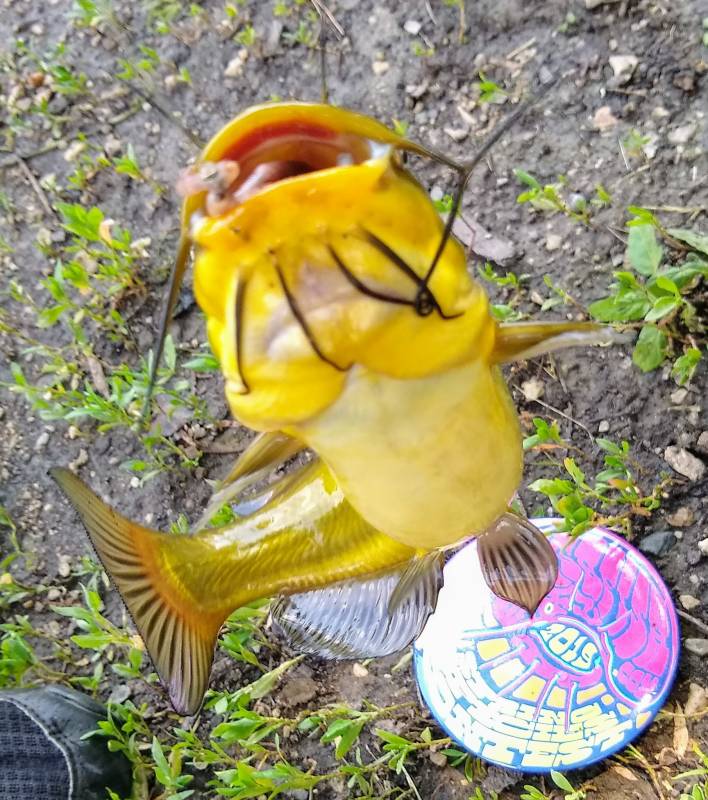 Brown bullhead in Mount Prospect