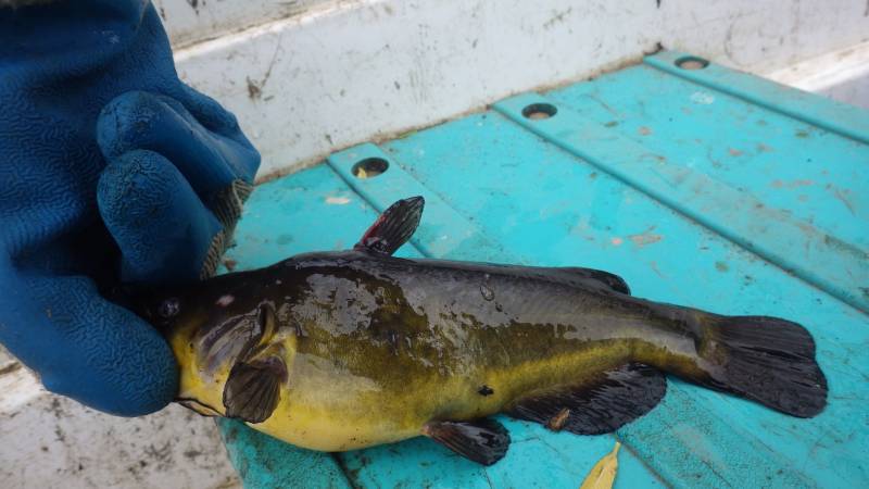 Brown bullhead in Benicia