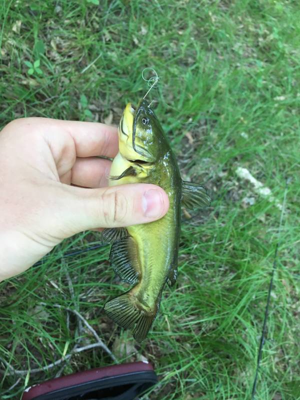 Brown bullhead in Saginaw