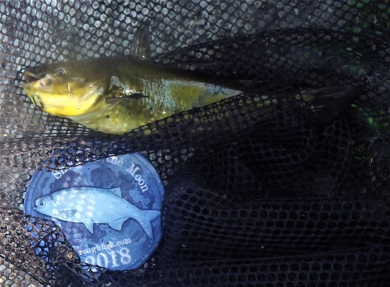 Brown bullhead in Mount Prospect