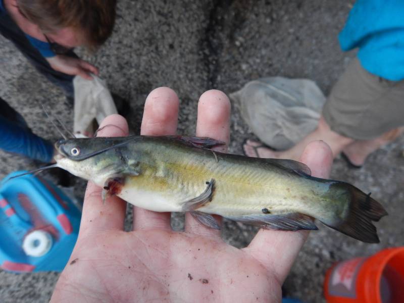 Brown bullhead in San Saba