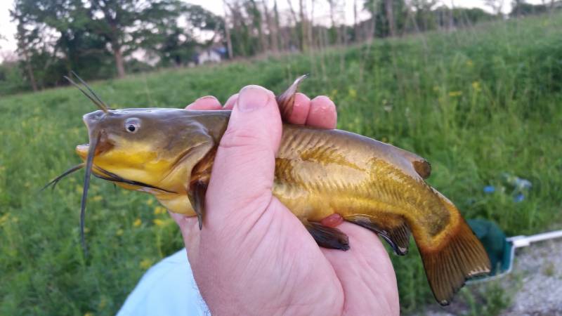 Brown bullhead in Mount Prospect