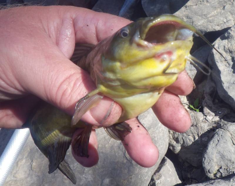 Brown bullhead in Fox Lake