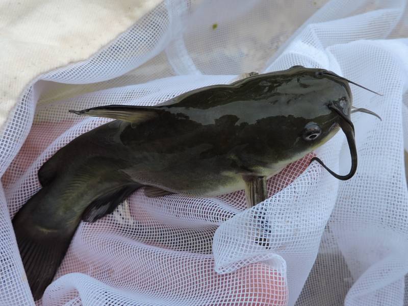 Black bullhead in Benbrook