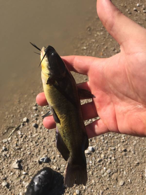 Black bullhead in Aurora