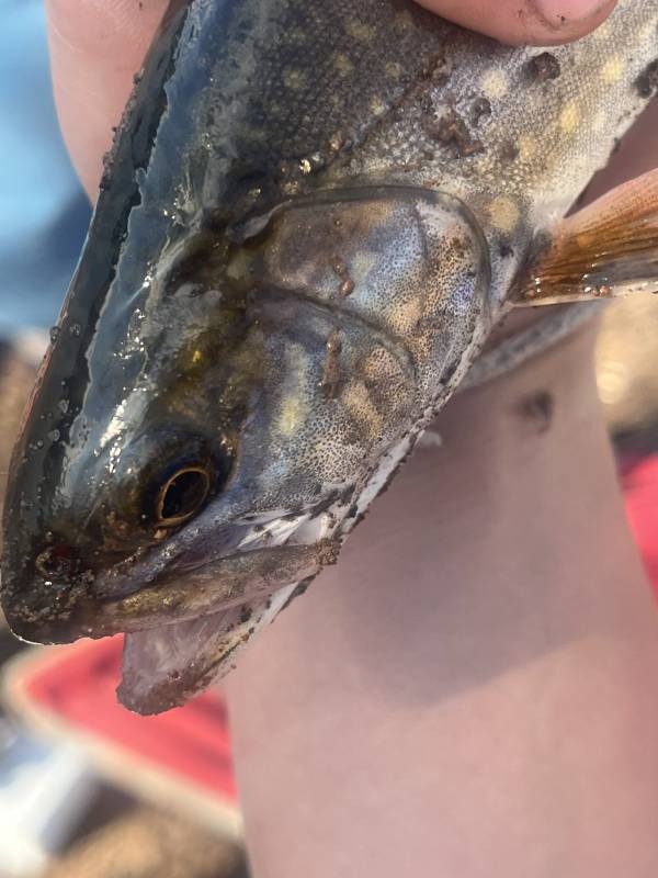 Brook trout in Minnesota
