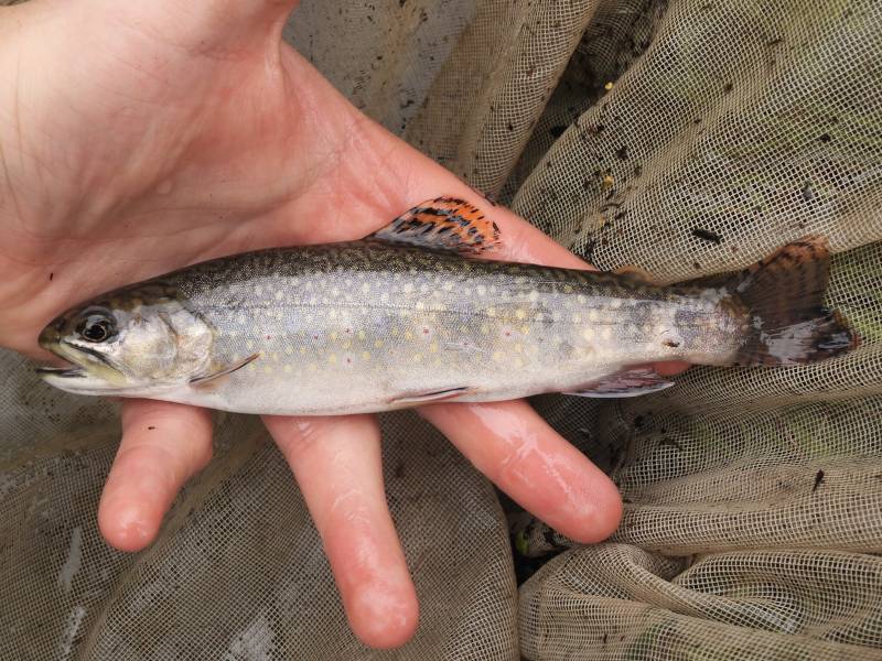Brook trout in Bangor