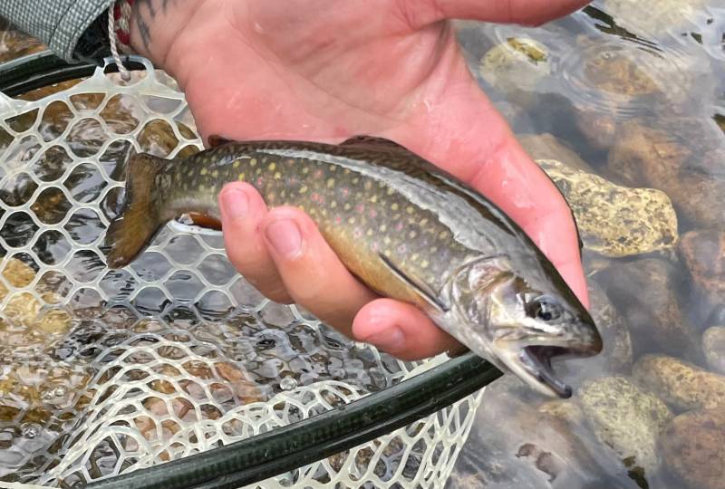 Brook trout in Wyoming
