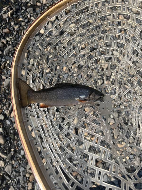 Brook trout in United States