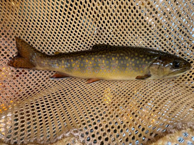 Brook trout in Nashua