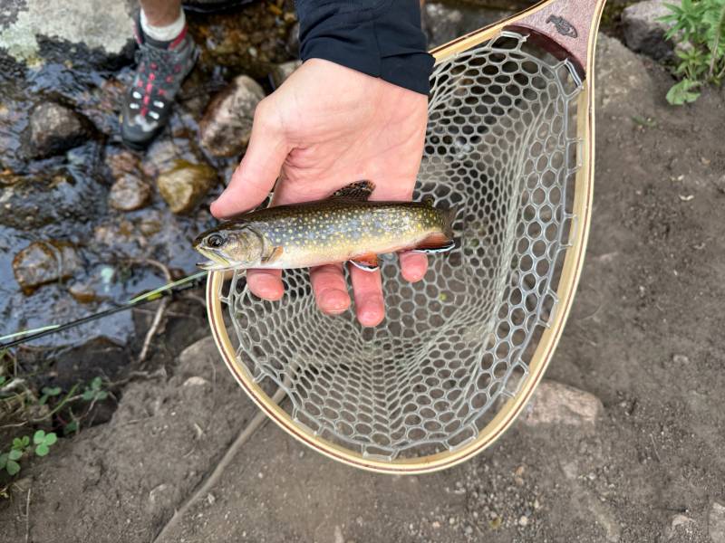 Brook trout in Fairplay