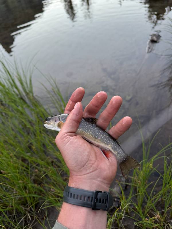 Brook trout in Mammoth Lakes