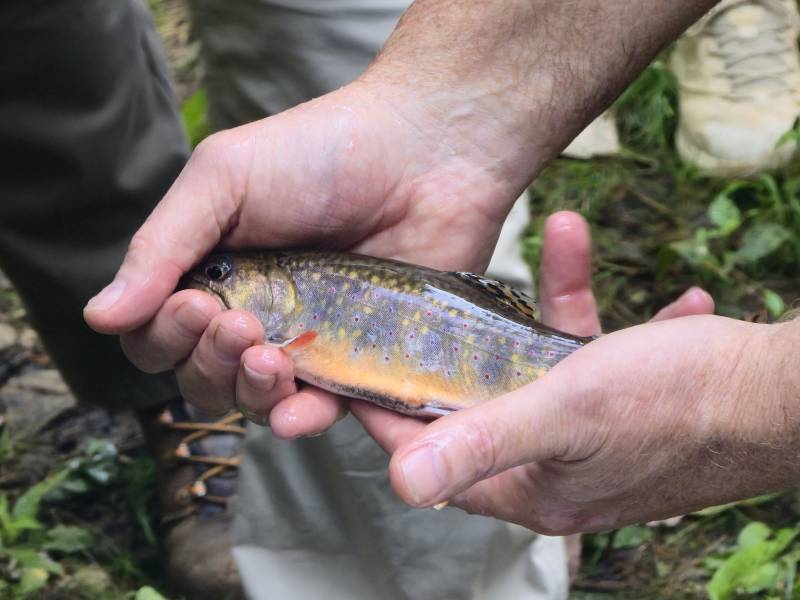 Brook trout in Franklin