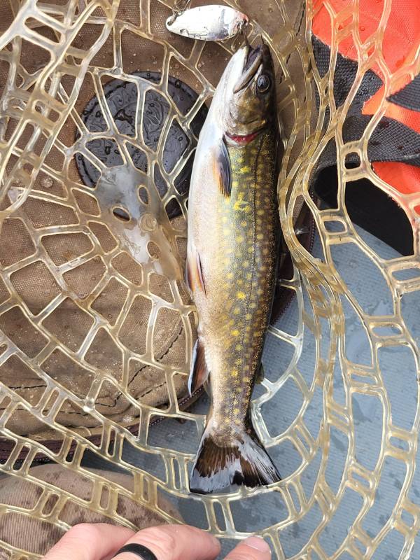 Brook trout in Minnesota