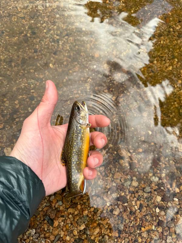 Brook trout in California
