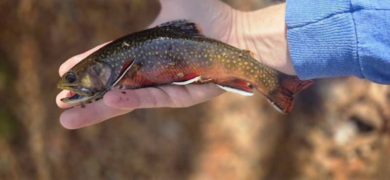 Brook trout in United States