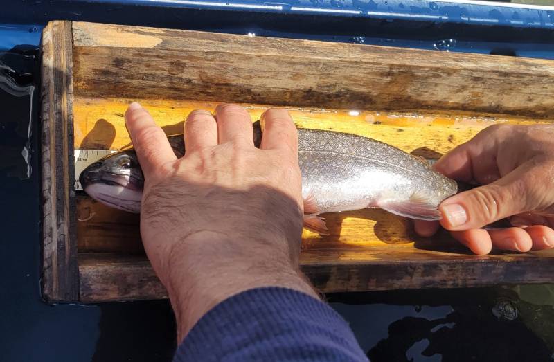 Brook trout in Maine