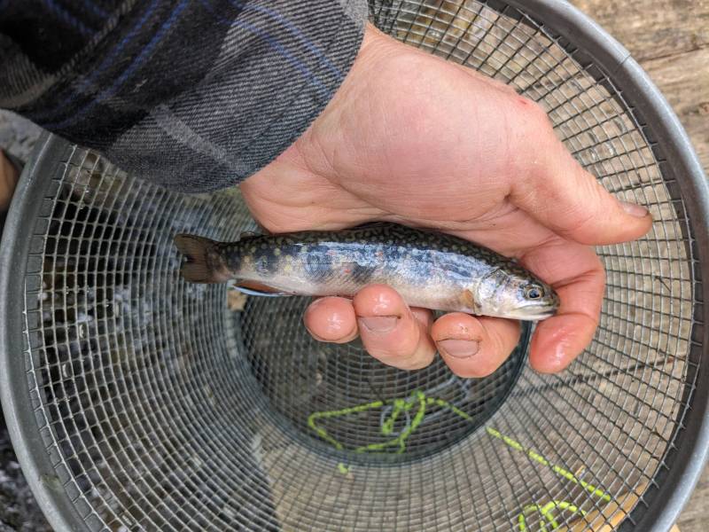 Brook trout in Barre City