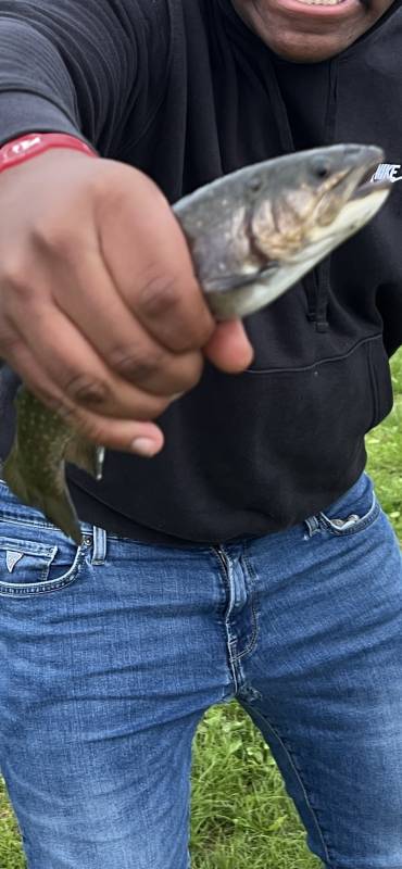 Brook trout in Enfield