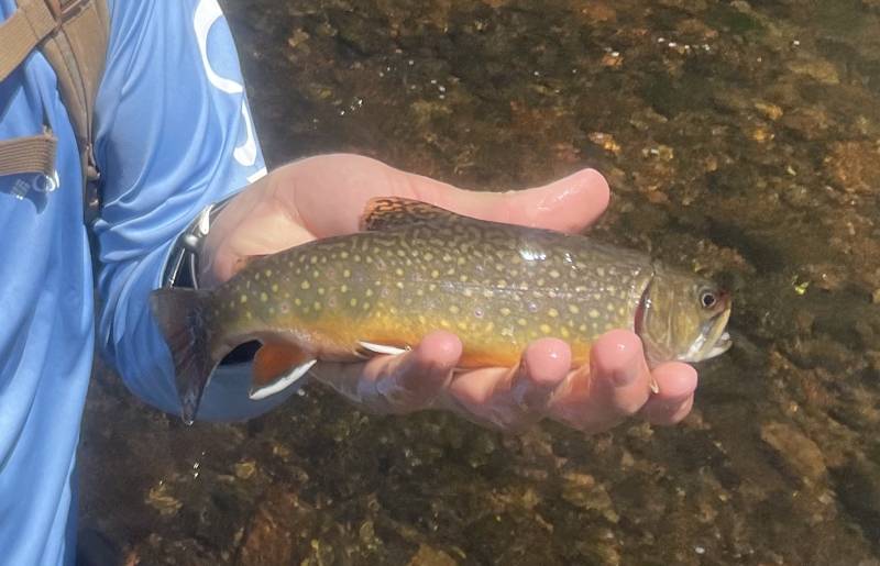 Brook trout in Montrose