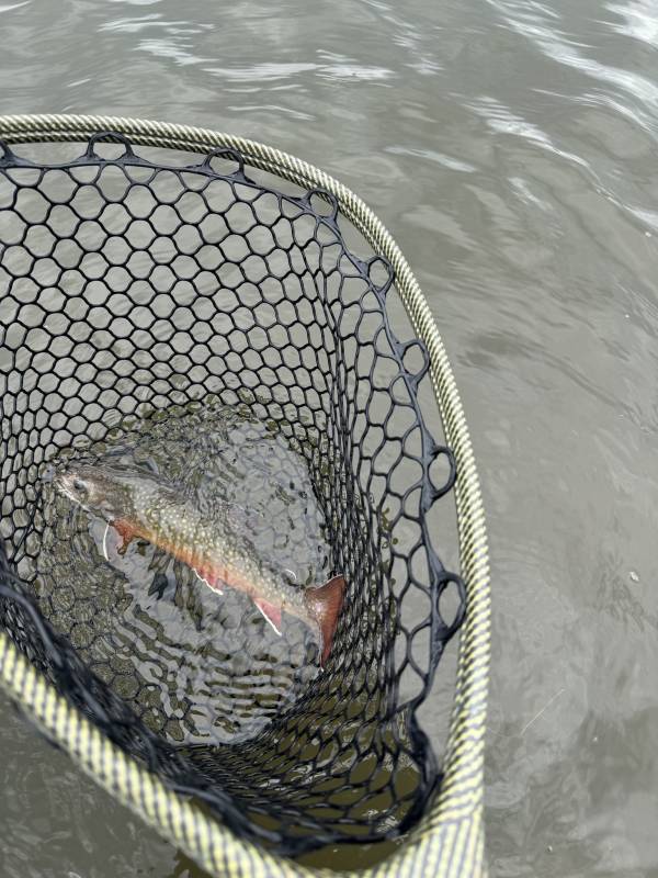 Brook trout in Federal Heights