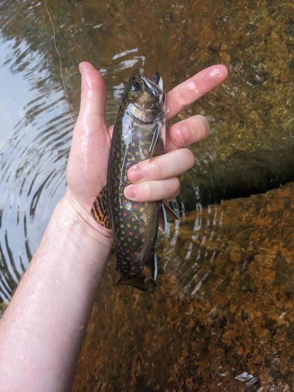 Brook trout in Coös County