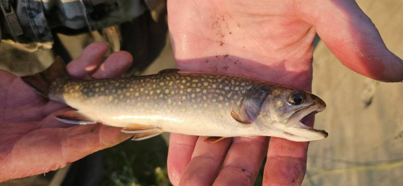 Brook trout in Monterey