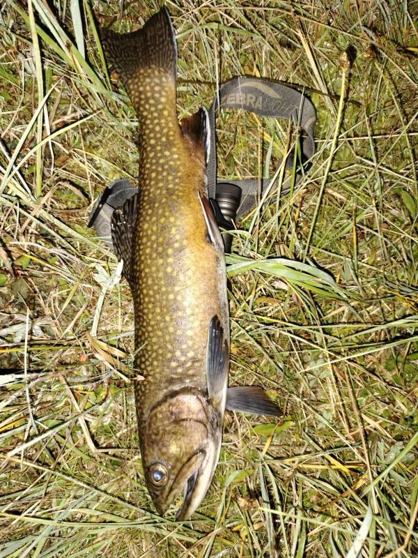 Brook trout in Wyoming