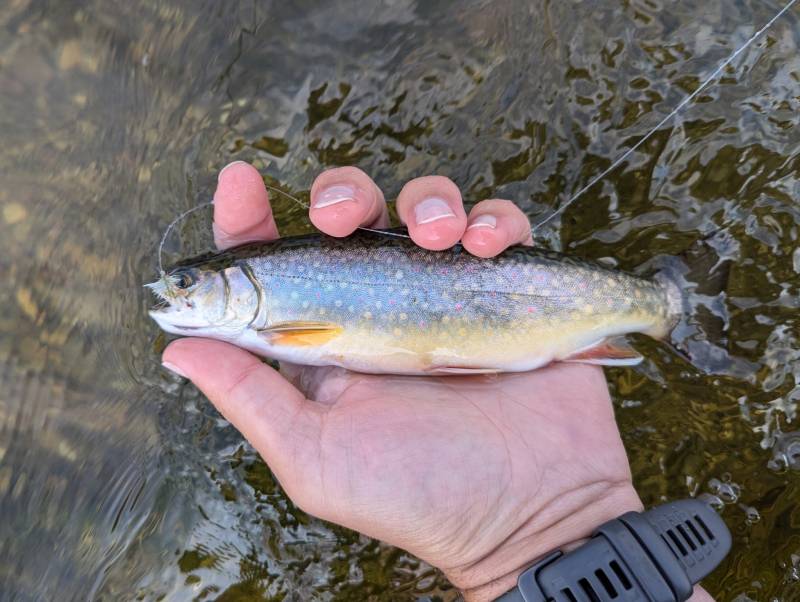 Brook trout in Jackson