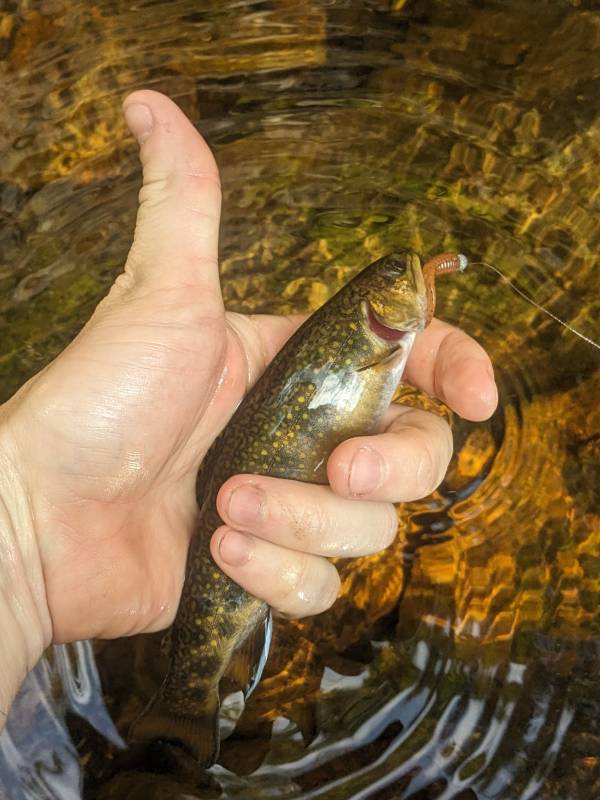 Brook trout in Center Harbor