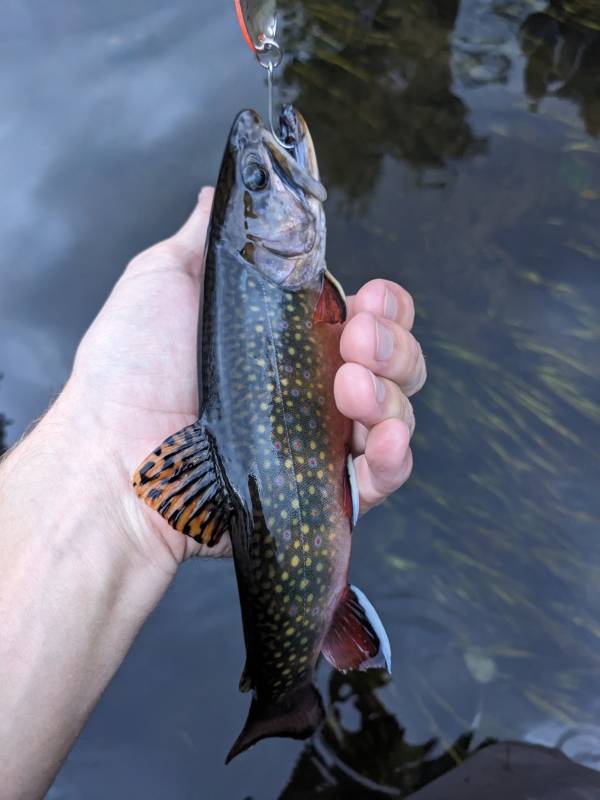 Brook trout in Wisconsin