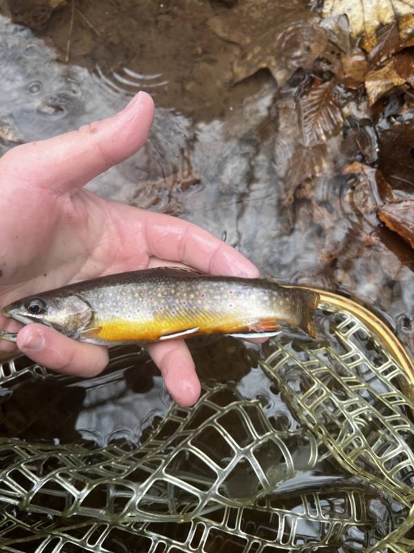 Brook trout in Plymouth