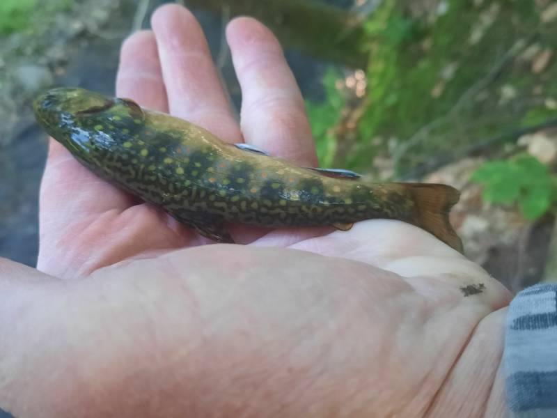 Brook trout in Monterey