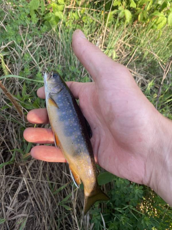 Brook trout in Minnesota