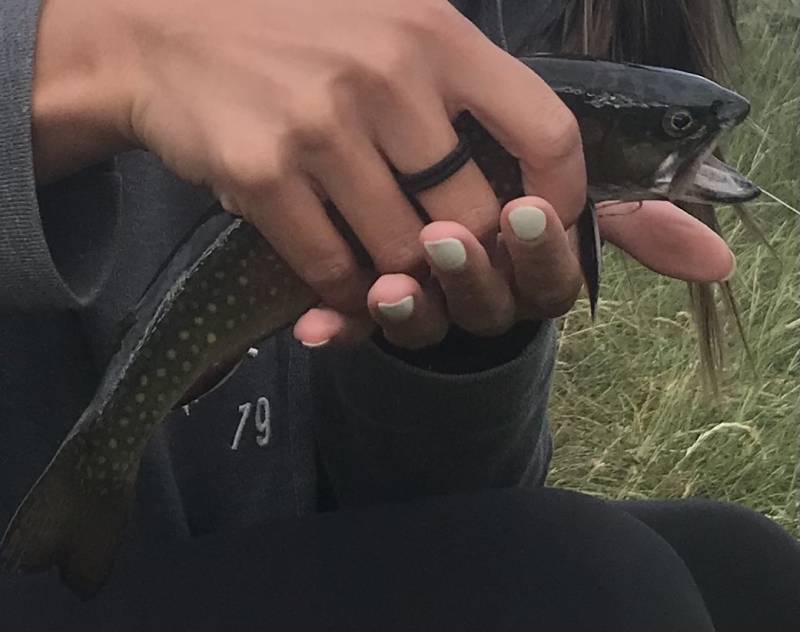 Brook trout in Fairplay