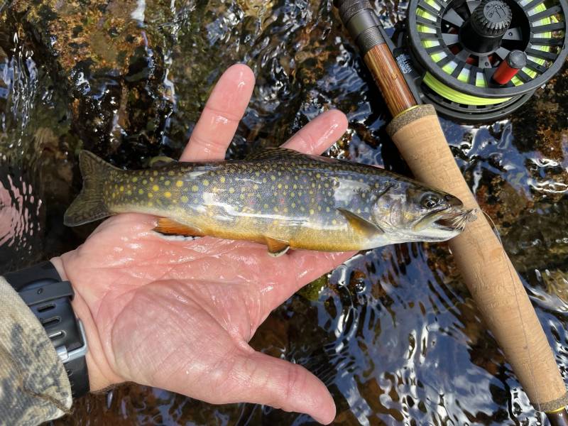 Brook trout in Carbondale