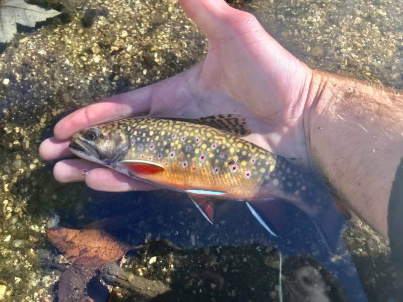 Brook trout in Franklin