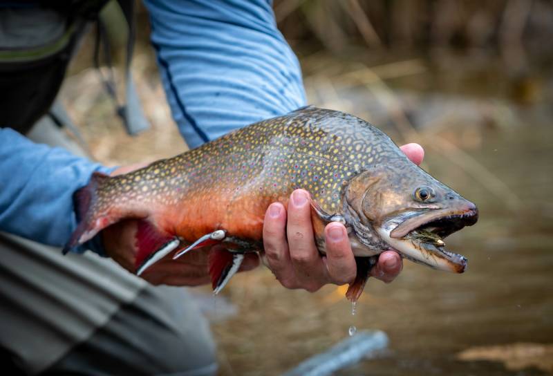 Brook trout in Weaverville