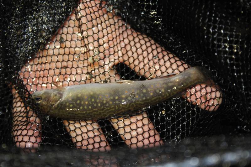 Brook trout in Village of Greenwich