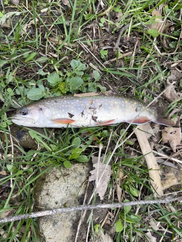 Brook trout in Houston County