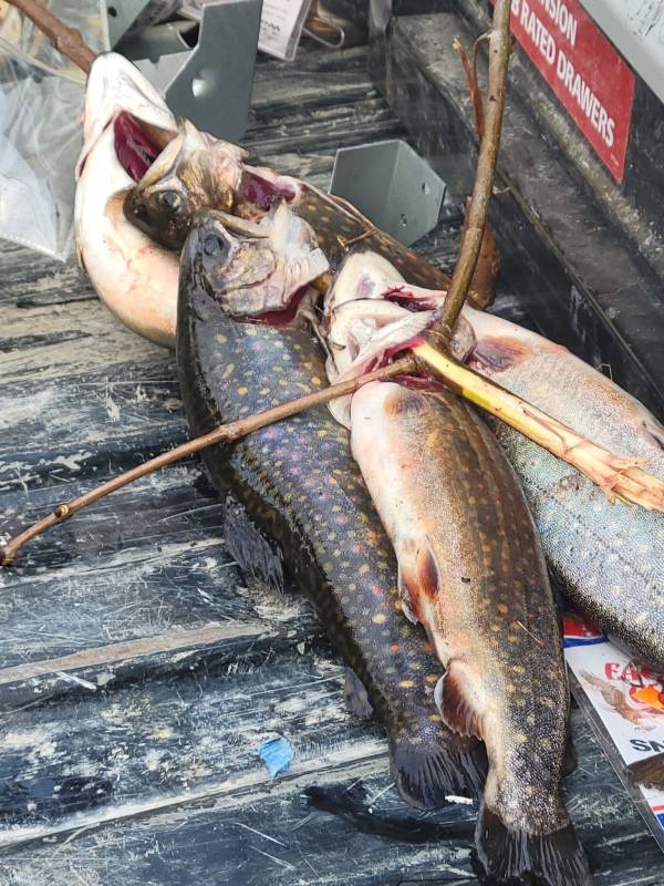 Brook trout in Maine