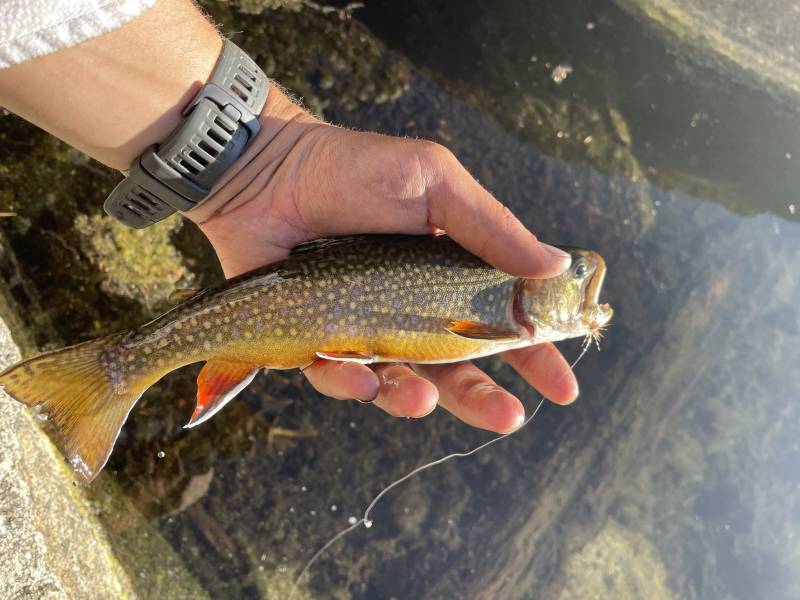 Brook trout in Strathmore