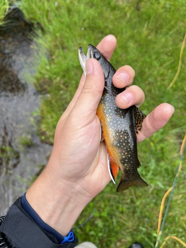 Brook trout in Utah