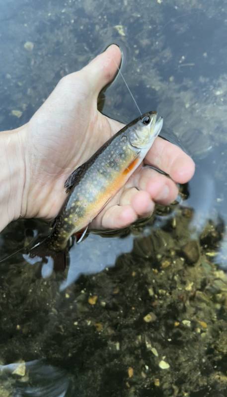 Brook trout in Roscommon