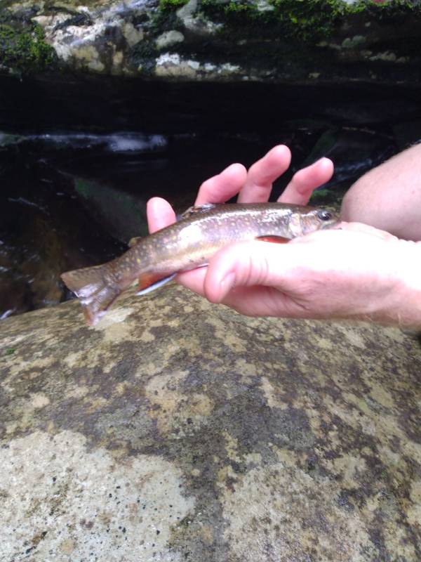 Brook trout in Newport