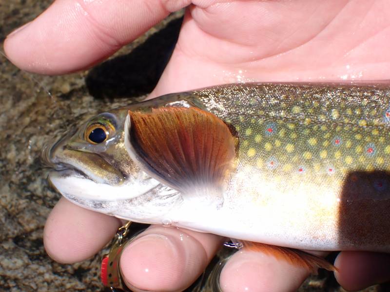 Brook trout in West Bishop