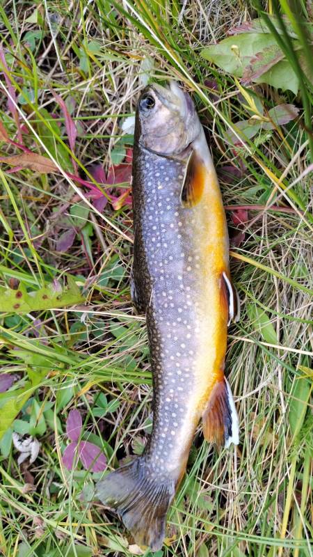 Brook trout in Colorado