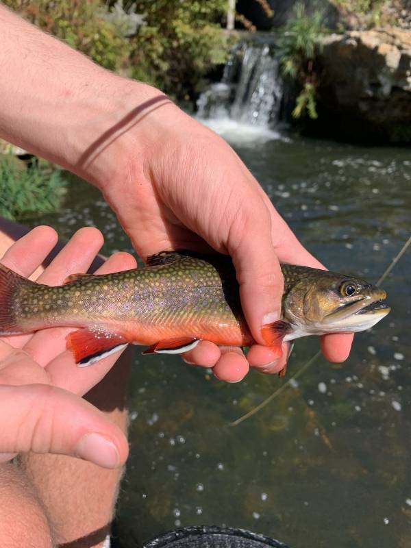 Brook trout in Norfork Lake