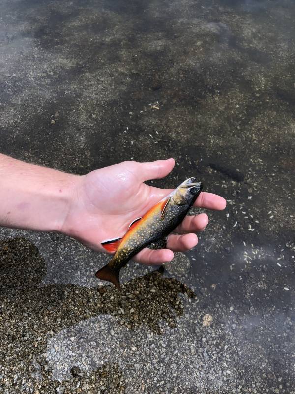 Brook trout in California